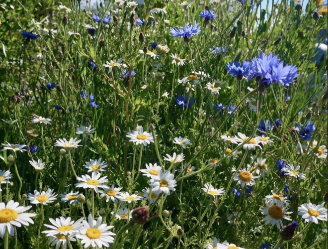 Meadow