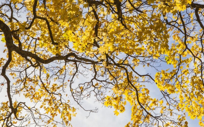 autumn leaves