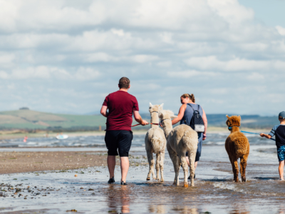 family walking alpacas across beach