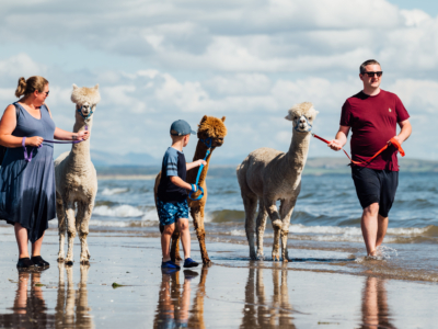 alpacca walks