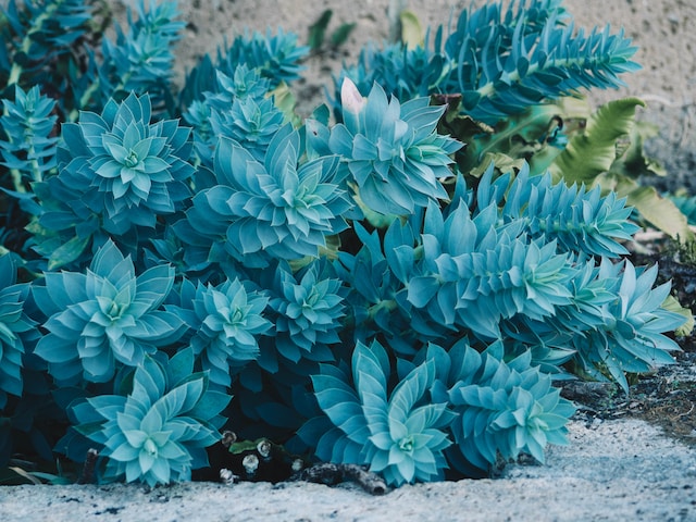 Bright Blue Bush