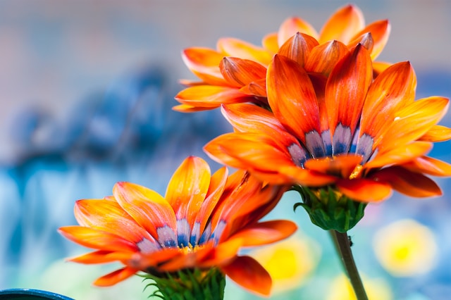 Bright Orange Flower With Purple and Blue Middle