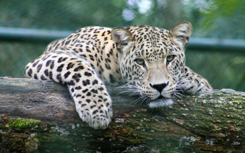 leopard resting on tree